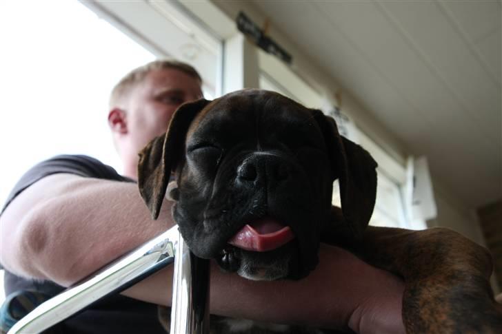 Boxer Mathilde - Mathilde sover ved far billede 4