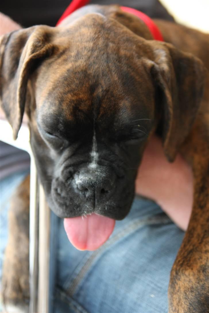 Boxer Mathilde - så kan den vist ikke blive længere den tunge billede 5