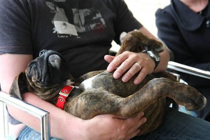 Boxer Mathilde - ja hvordan tror du selv du ser ud når du bliver lidt træt? billede 6