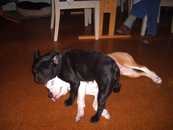 Blanding af racer Amy - Hun kan stadig banke mig. Men går ikke længe før det henden der ligger nederst. billede 6