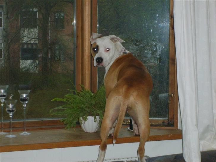 Blanding af racer Amy - Min udkikspost fra første sals lejlighed. billede 7