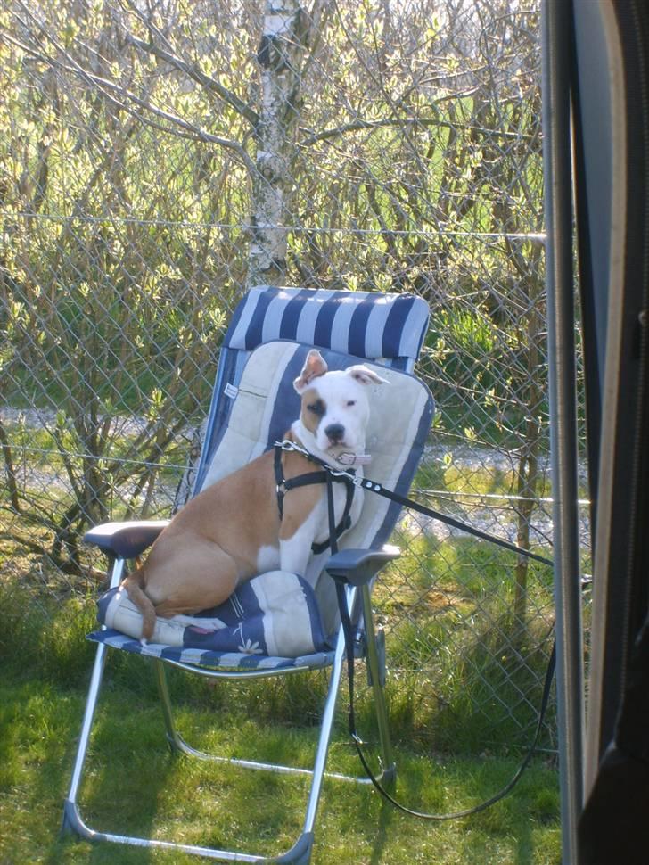 Blanding af racer Amy - Gider da værfald ikke siden på det kolde græs. billede 8