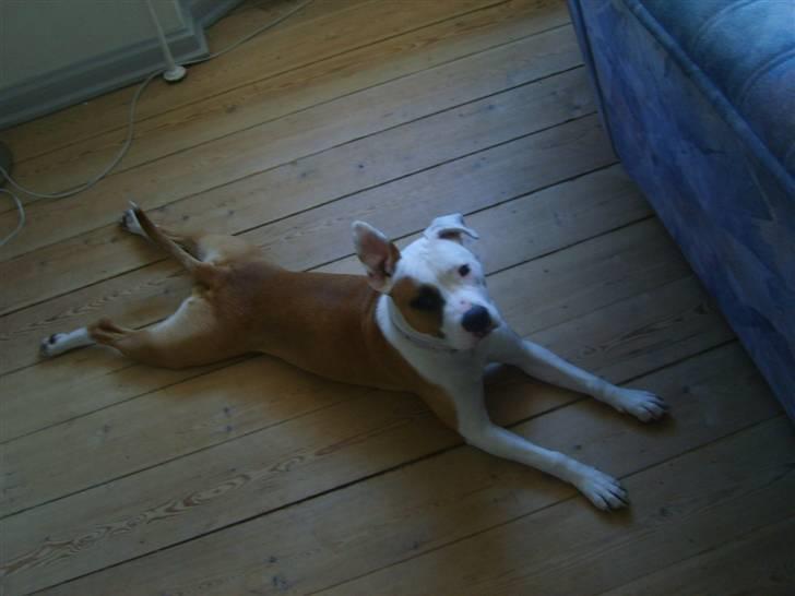 Blanding af racer Amy billede 9