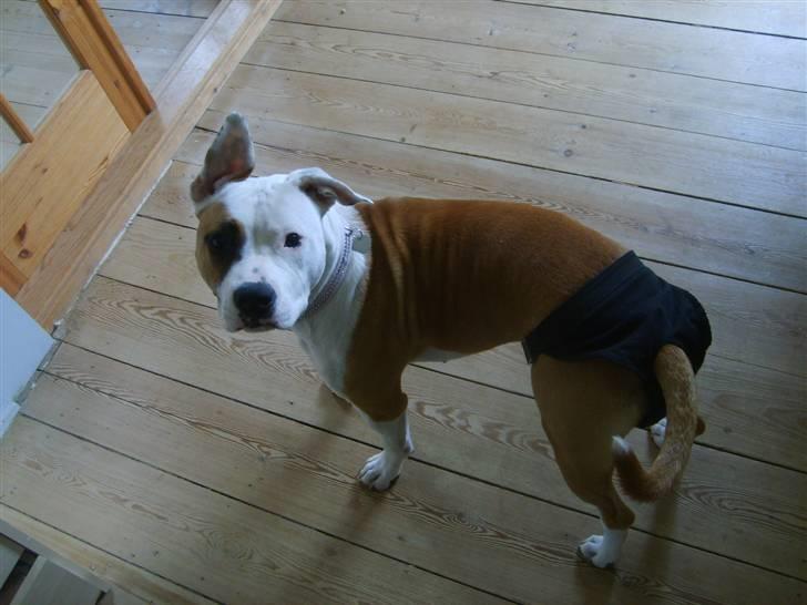 Blanding af racer Amy - Ej skal jeg virklig ha den her ble på? billede 10