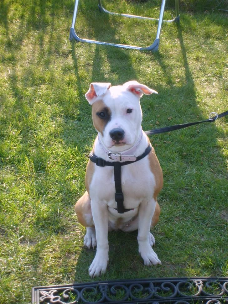 Blanding af racer Amy billede 11