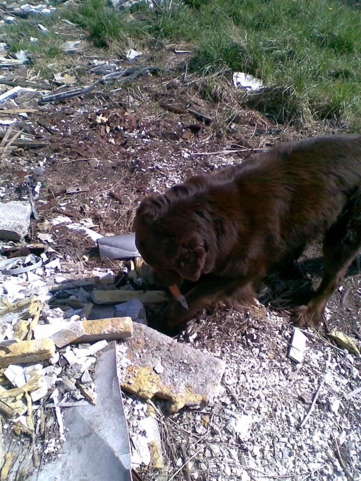 Blanding af racer Boss billede 12