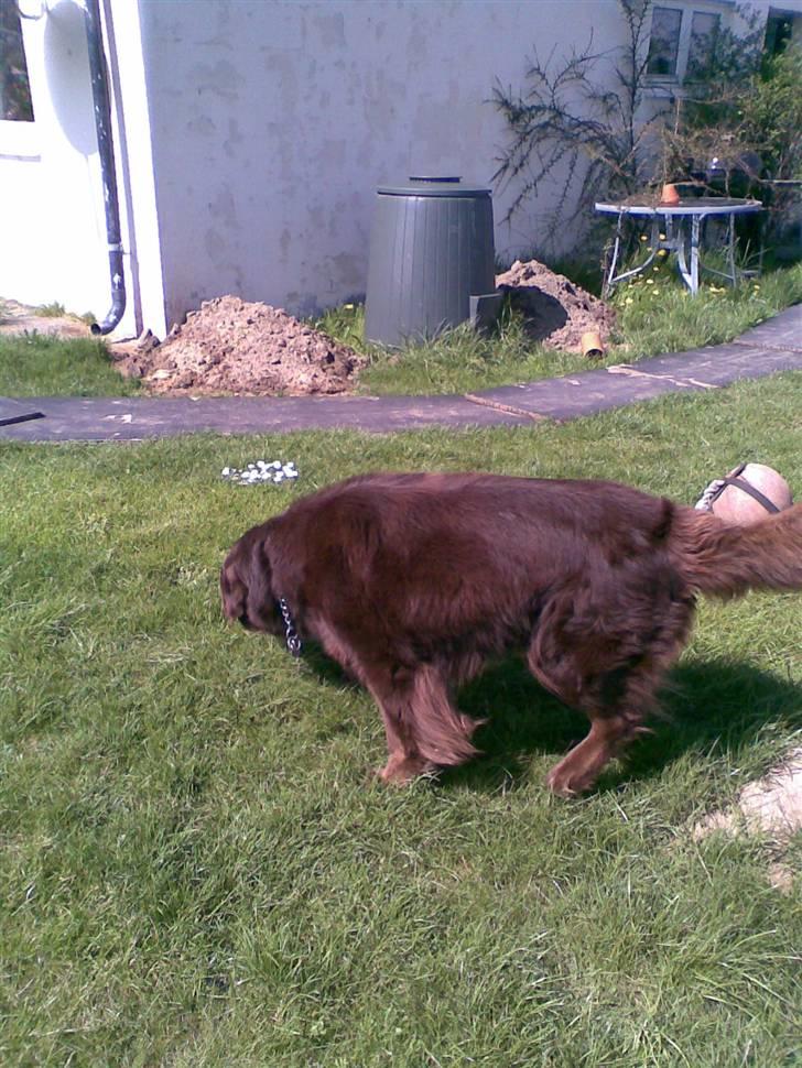 Blanding af racer Boss billede 13