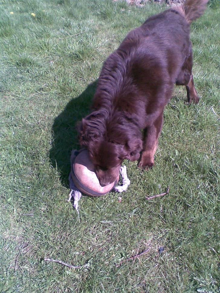 Blanding af racer Boss billede 14