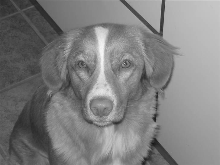 Nova scotia duck tolling retriever Luna billede 1