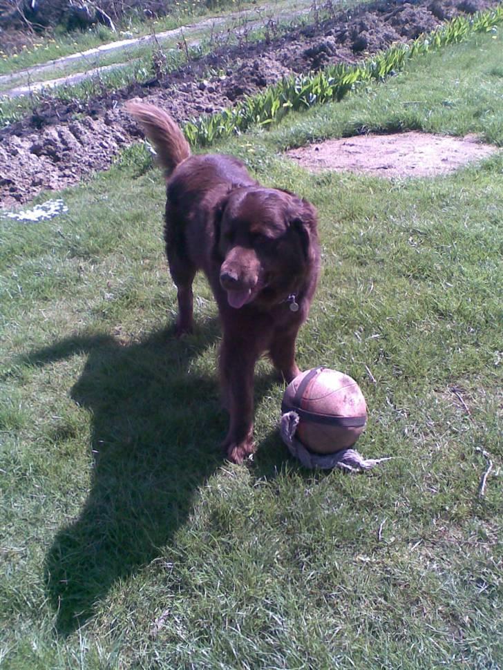 Blanding af racer Boss billede 15