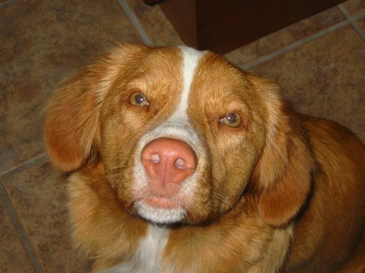 Nova scotia duck tolling retriever Luna - Kys fra mig til dig billede 2