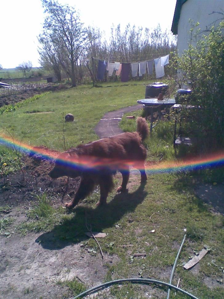 Blanding af racer Boss billede 16