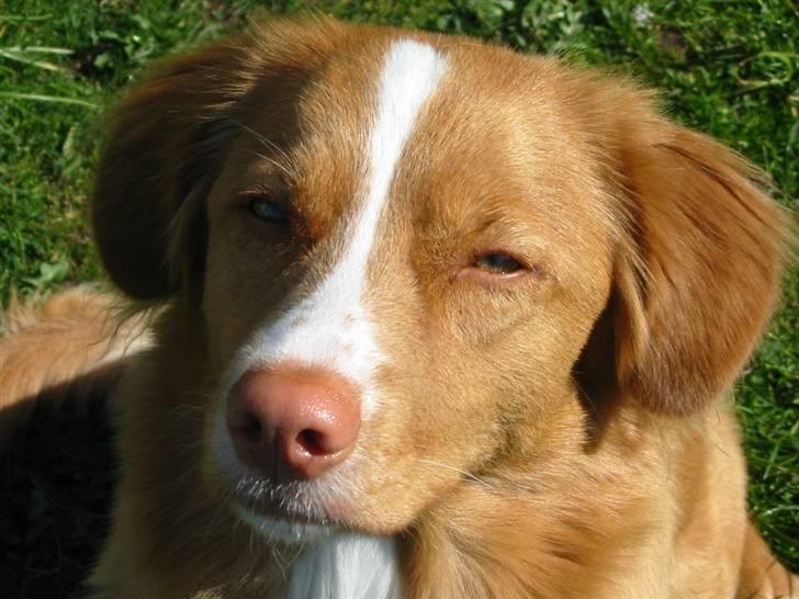 Nova scotia duck tolling retriever Luna billede 3