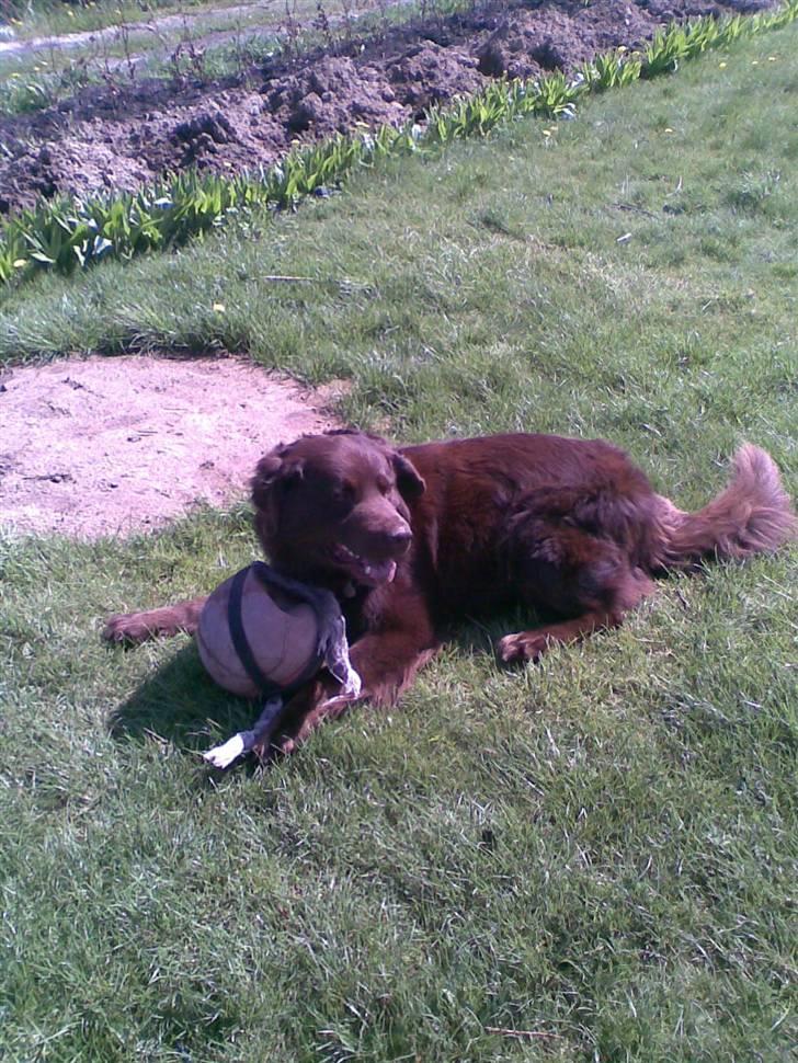 Blanding af racer Boss billede 17