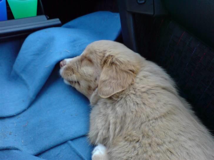 Nova scotia duck tolling retriever Luna - lige blevet afhentet i Jylland billede 4