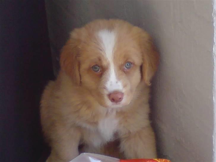 Nova scotia duck tolling retriever Luna billede 5