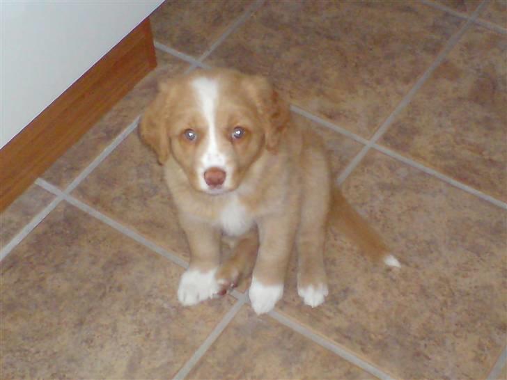 Nova scotia duck tolling retriever Luna billede 6