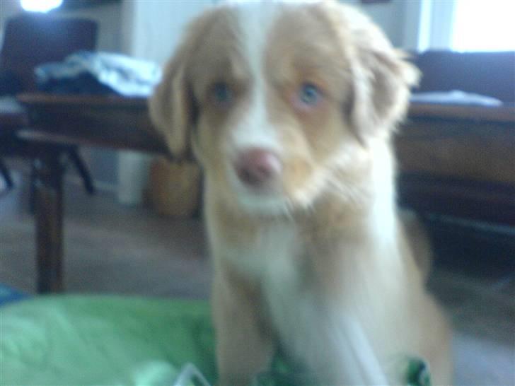 Nova scotia duck tolling retriever Luna billede 7