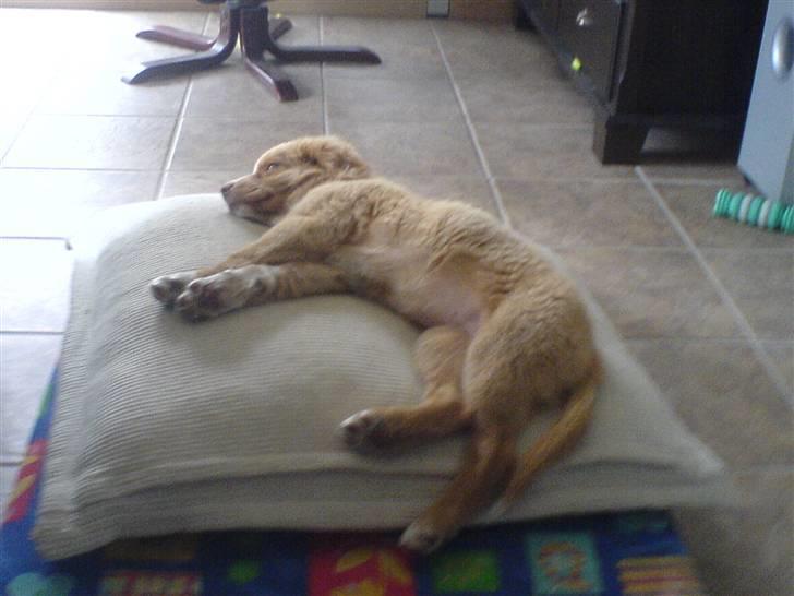 Nova scotia duck tolling retriever Luna - Hvor har vi bare meget lækkert at sove på/i billede 8
