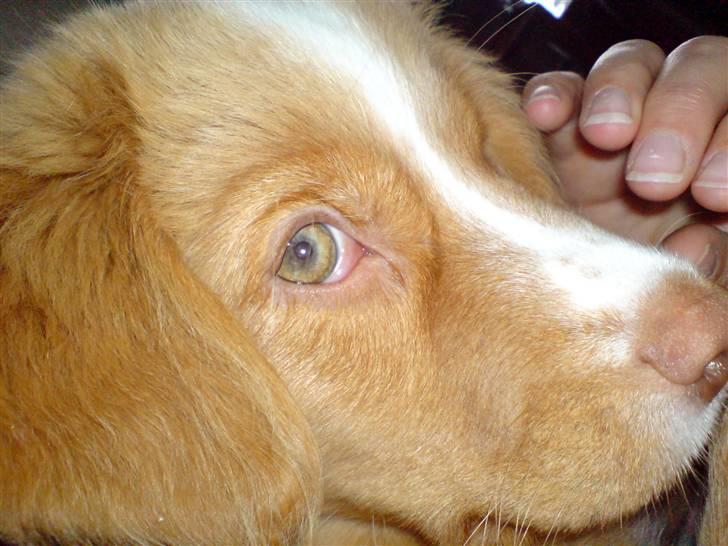 Nova scotia duck tolling retriever Luna billede 9