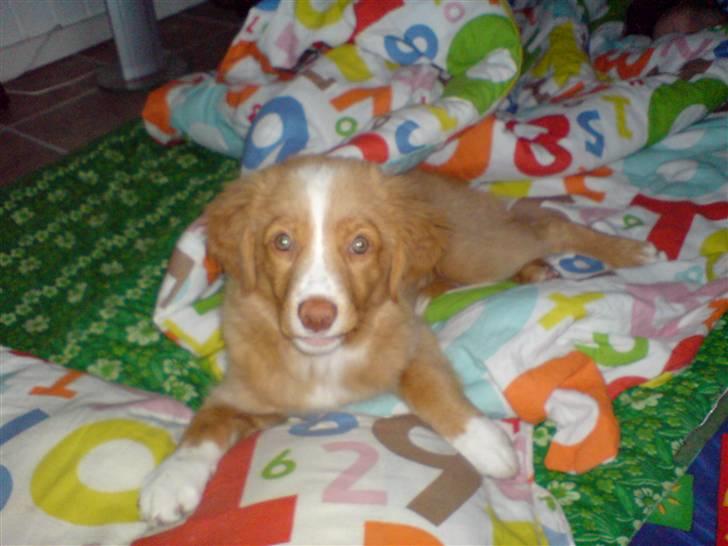 Nova scotia duck tolling retriever Luna - Hej! billede 10