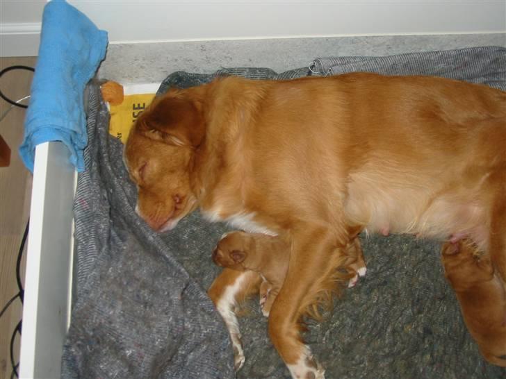 Nova scotia duck tolling retriever Luna - hihi jeg har den billede 11