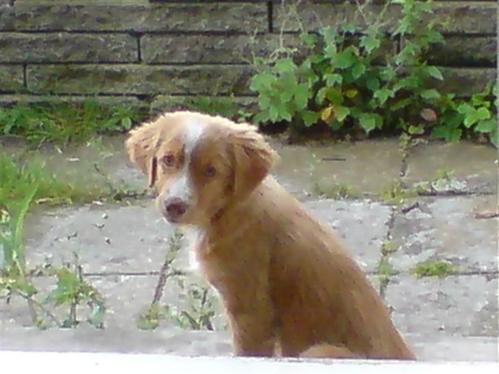 Nova scotia duck tolling retriever Luna - Gravet...hvem mig?? billede 12