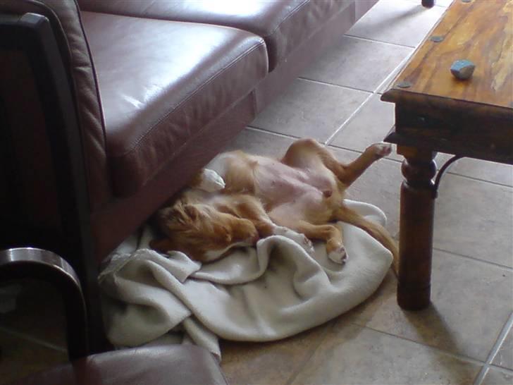 Nova scotia duck tolling retriever Luna - mors nye hvide uldplaid er bare så lækker billede 13