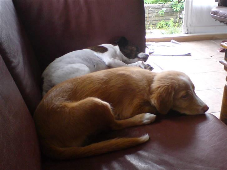 Nova scotia duck tolling retriever Luna - mon det er ok når vi er to i sofaen? billede 14