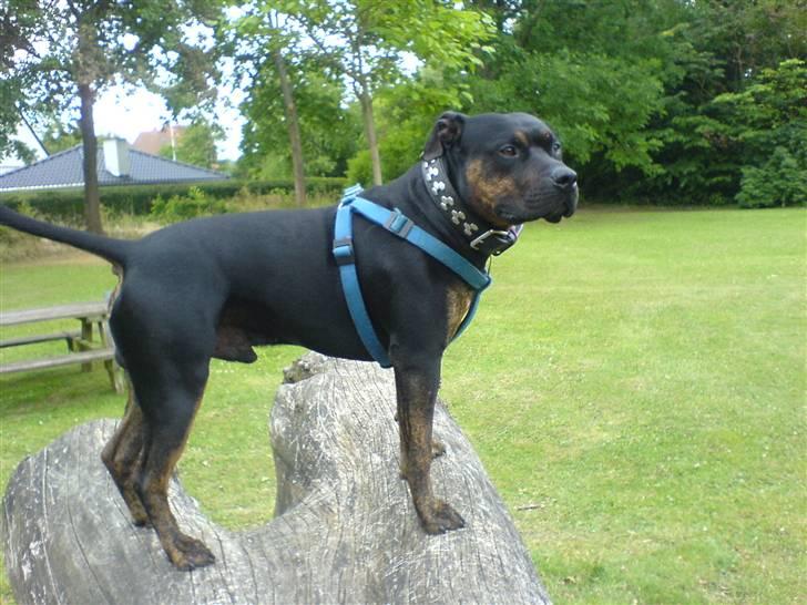 Amerikansk staffordshire terrier THOR billede 19