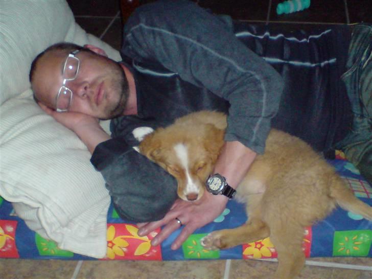 Nova scotia duck tolling retriever Luna - Når bare vi er sammen billede 15