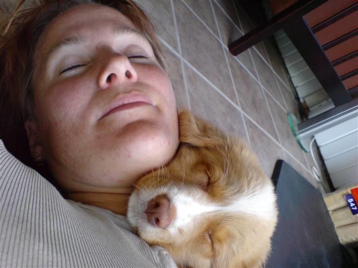 Nova scotia duck tolling retriever Luna - lad os sove sammen billede 16