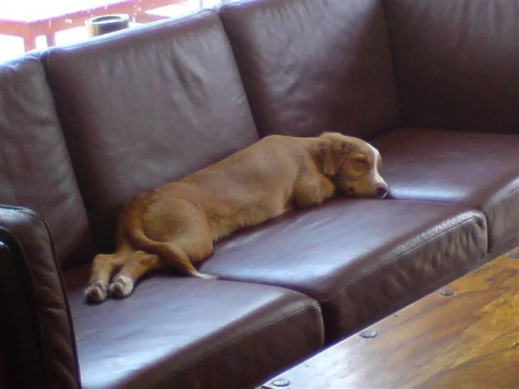 Nova scotia duck tolling retriever Luna - Det er såå forbudt at være i sofaen!! billede 17