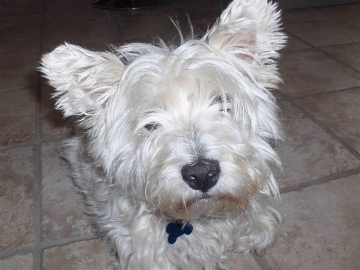 West highland white terrier Bølle  billede 4