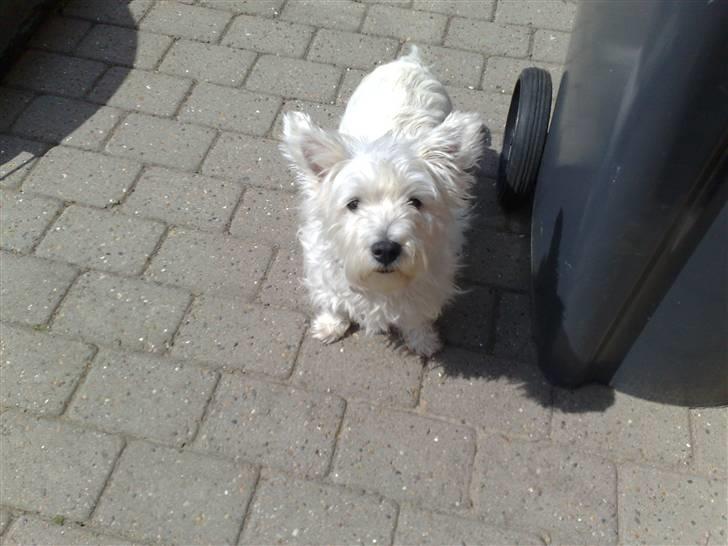 West highland white terrier Bølle  billede 5