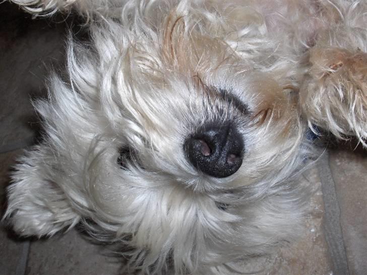 West highland white terrier Bølle  billede 6