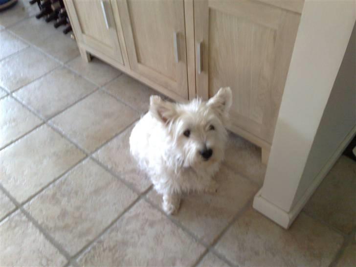 West highland white terrier Bølle  billede 7
