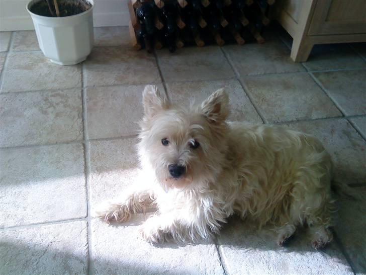 West highland white terrier Bølle  billede 8