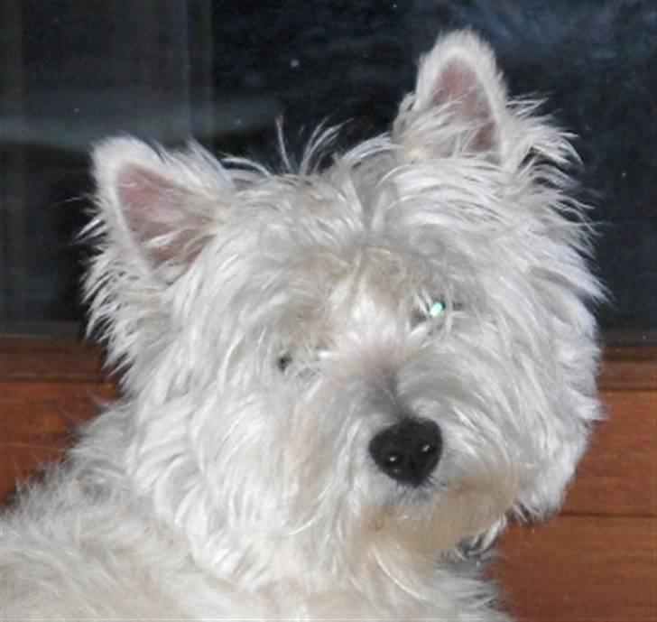 West highland white terrier Bølle  billede 9