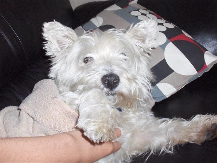 West highland white terrier Bølle  billede 10