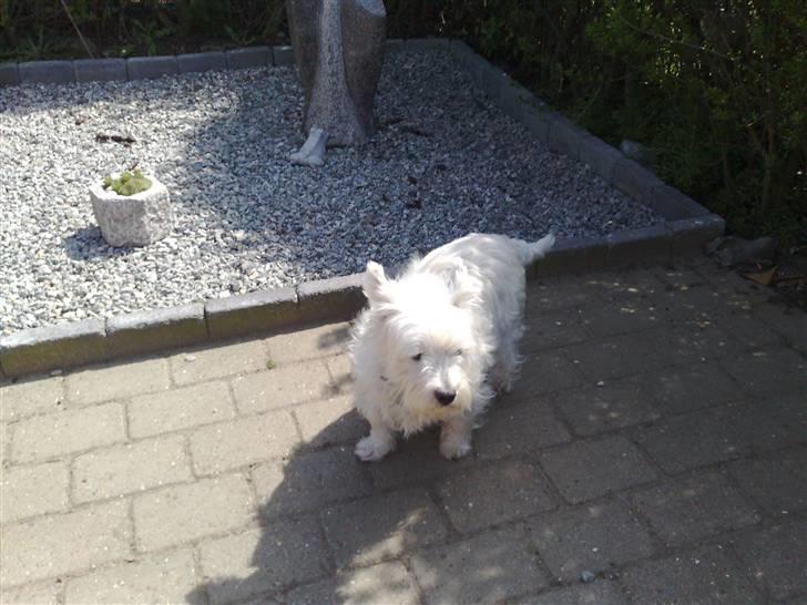 West highland white terrier Bølle  billede 11