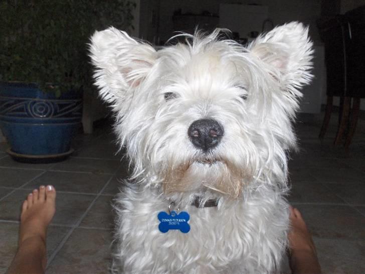 West highland white terrier Bølle  billede 12