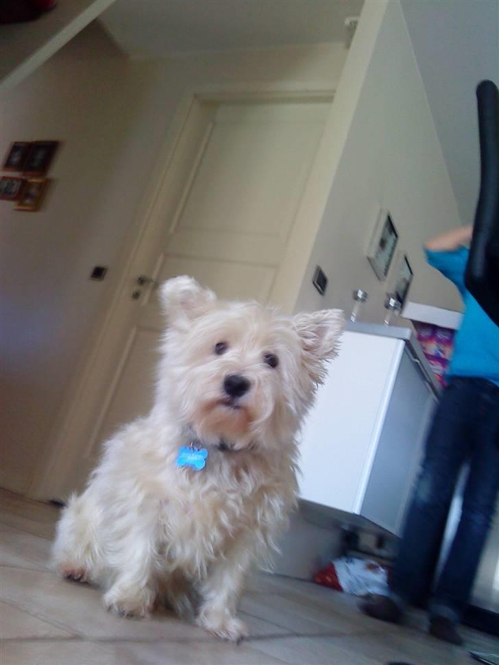 West highland white terrier Bølle  billede 13