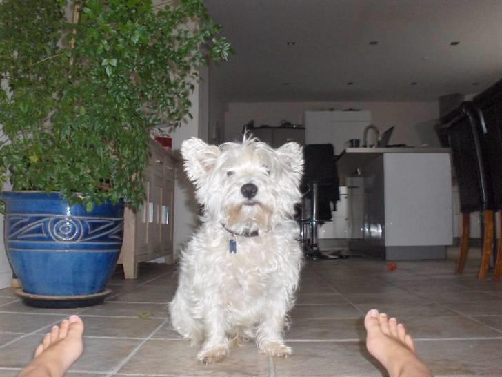 West highland white terrier Bølle  - Her Er Miig Og Miin Skathh :P billede 14