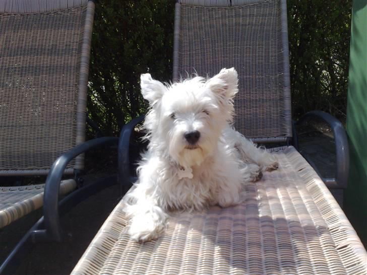 West highland white terrier Bølle  billede 15