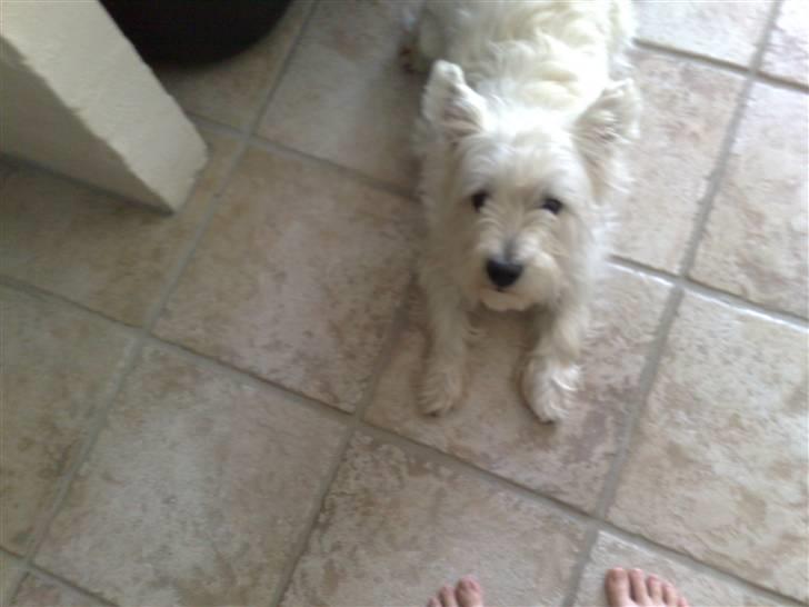 West highland white terrier Bølle  billede 16