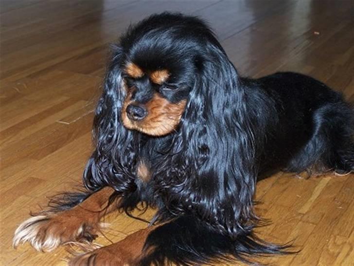 Cavalier king charles spaniel Vega - Vegas smukke mor Kiara billede 15