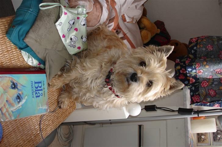 Cairn terrier Rila billede 1