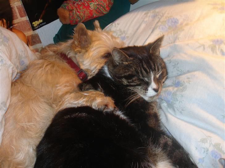 Cairn terrier Rila - Rila og hendes bedste ven Spidi billede 2