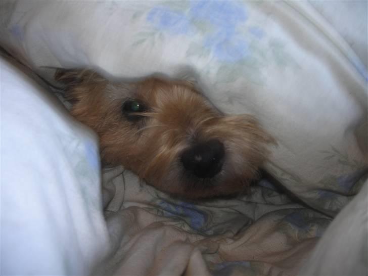 Cairn terrier Rila - Er der fri bane nu?? billede 3